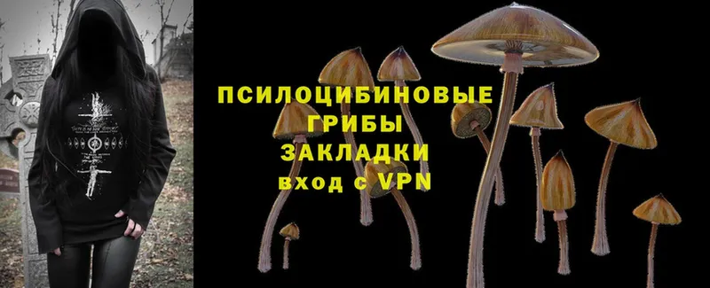 Псилоцибиновые грибы Psilocybe  Лабинск 